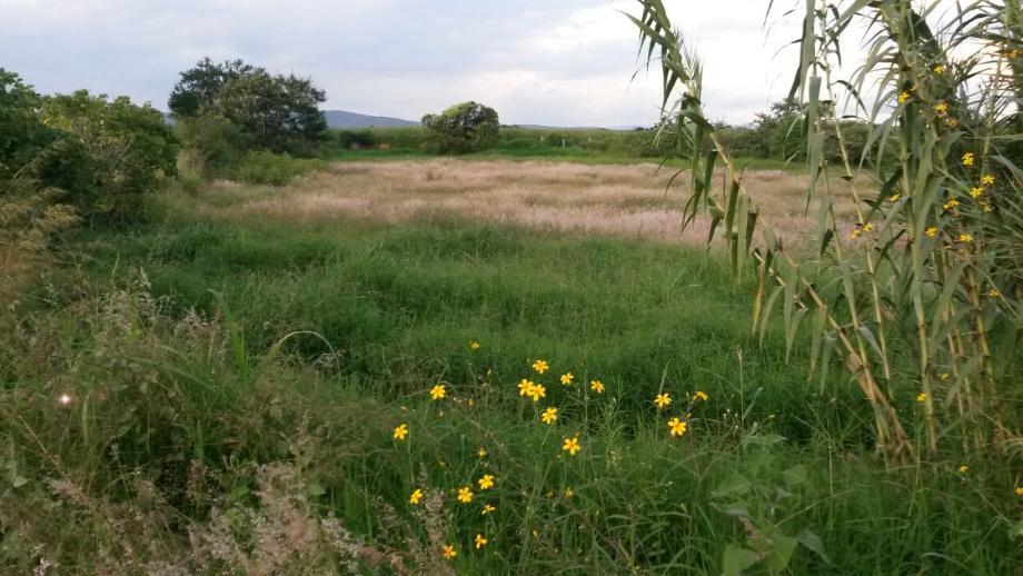 Imagen de terreno en venta en tepeojuma, tepeojuma, puebla