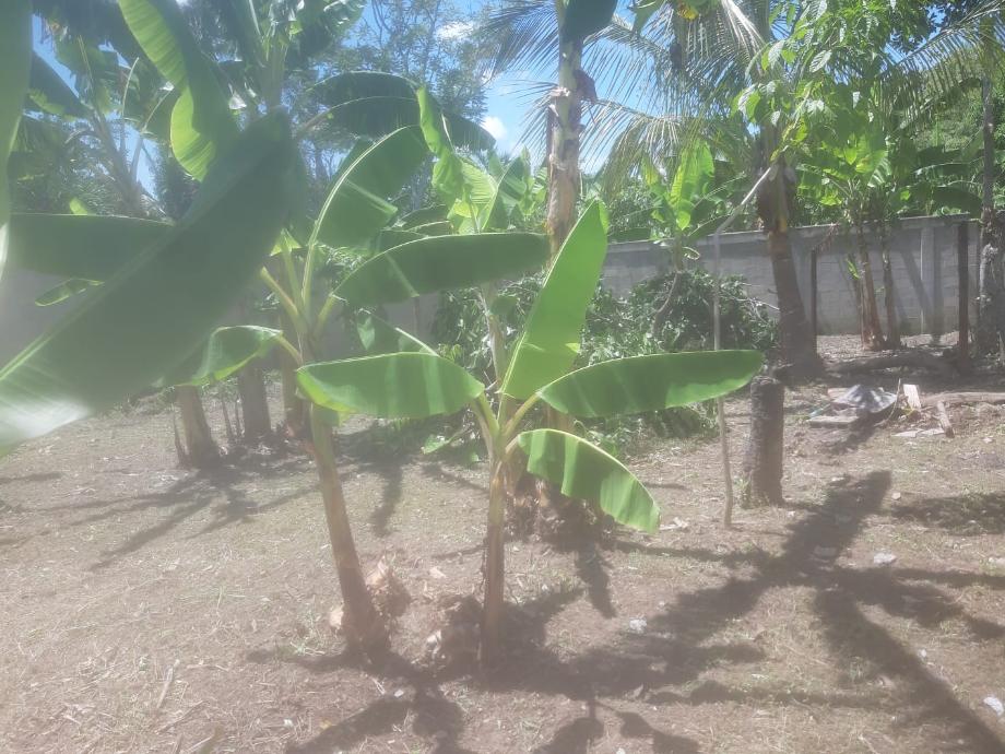 Imagen de terreno en venta en 5 de mayo, cárdenas, tabasco