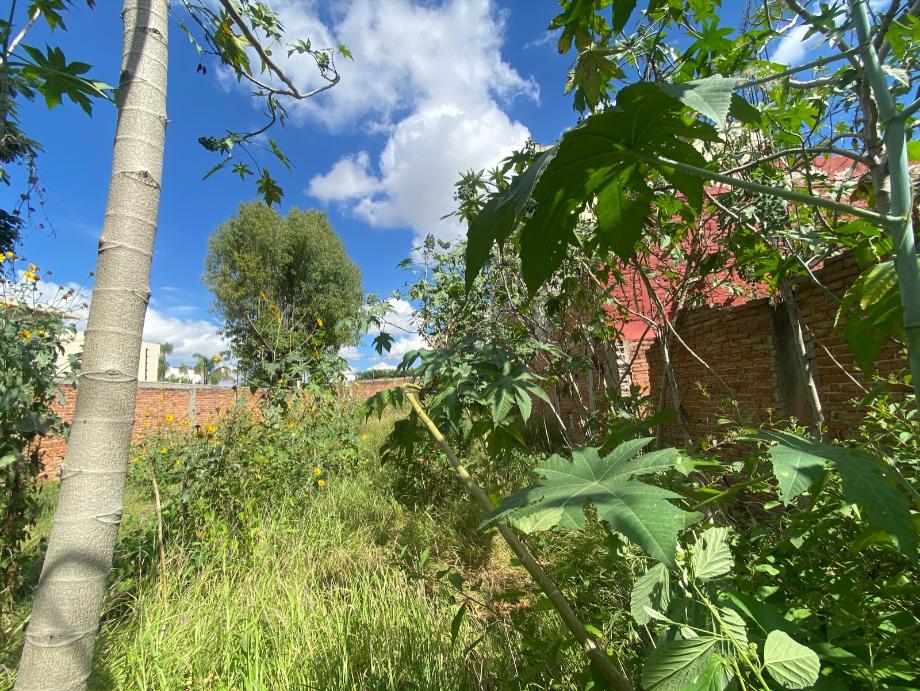 Imagen de terreno en renta en residencial alameda, celaya, guanajuato