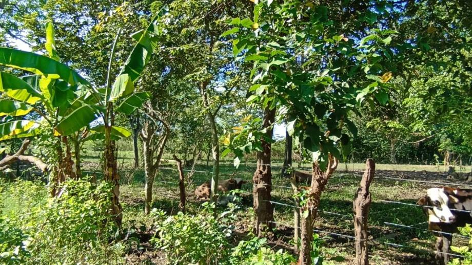 Imagen de terreno en venta en anacleto canabal 3ra. sección, centro, tabasco