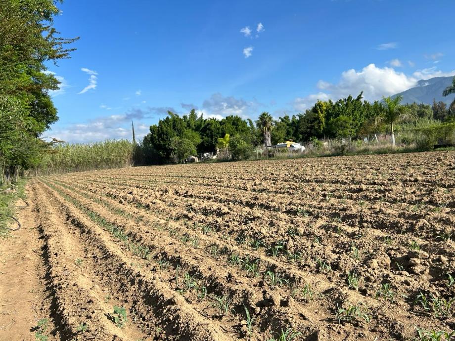 Imagen de terreno en venta en la trinidad, tlalixtac de cabrera, oaxaca