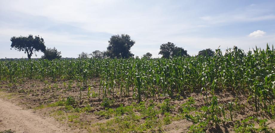 Imagen de terreno en venta en del valle, cuapiaxtla, tlaxcala
