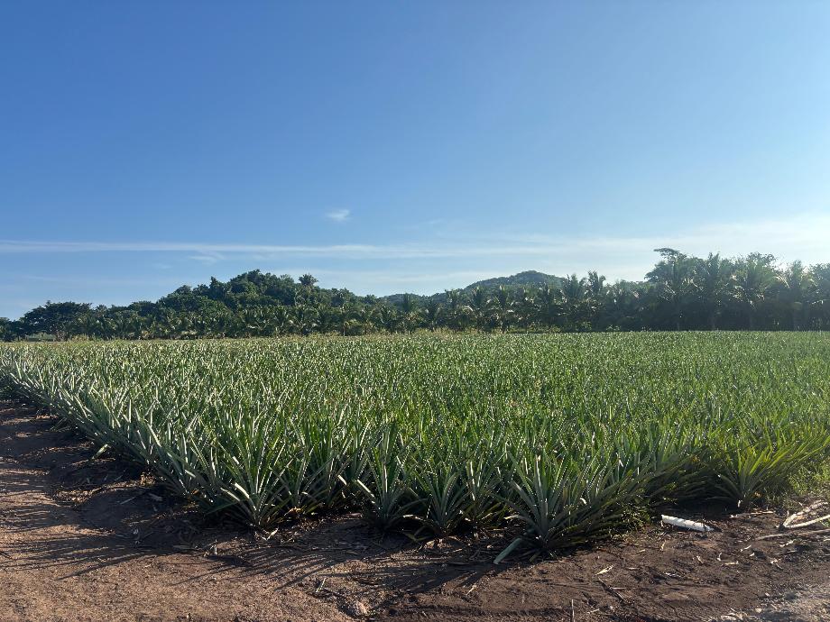 Imagen de terreno en venta en la peñita de jaltemba centro, compostela, nayarit