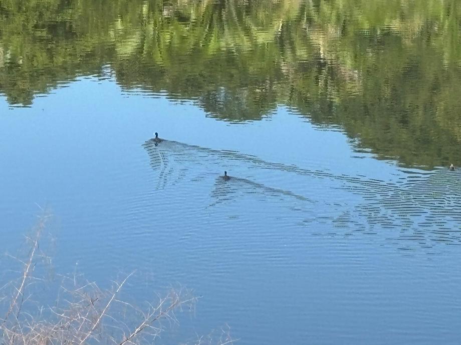 Imagen de terreno en venta en lo de marcos, bahía de banderas, nayarit
