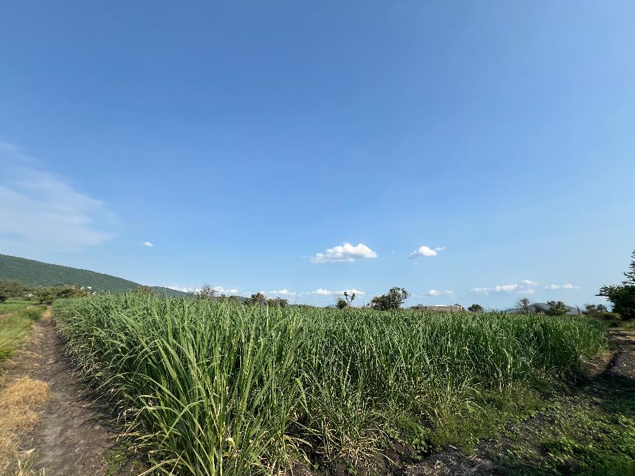 Imagen de terreno en venta en chiconcuac, xochitepec, morelos