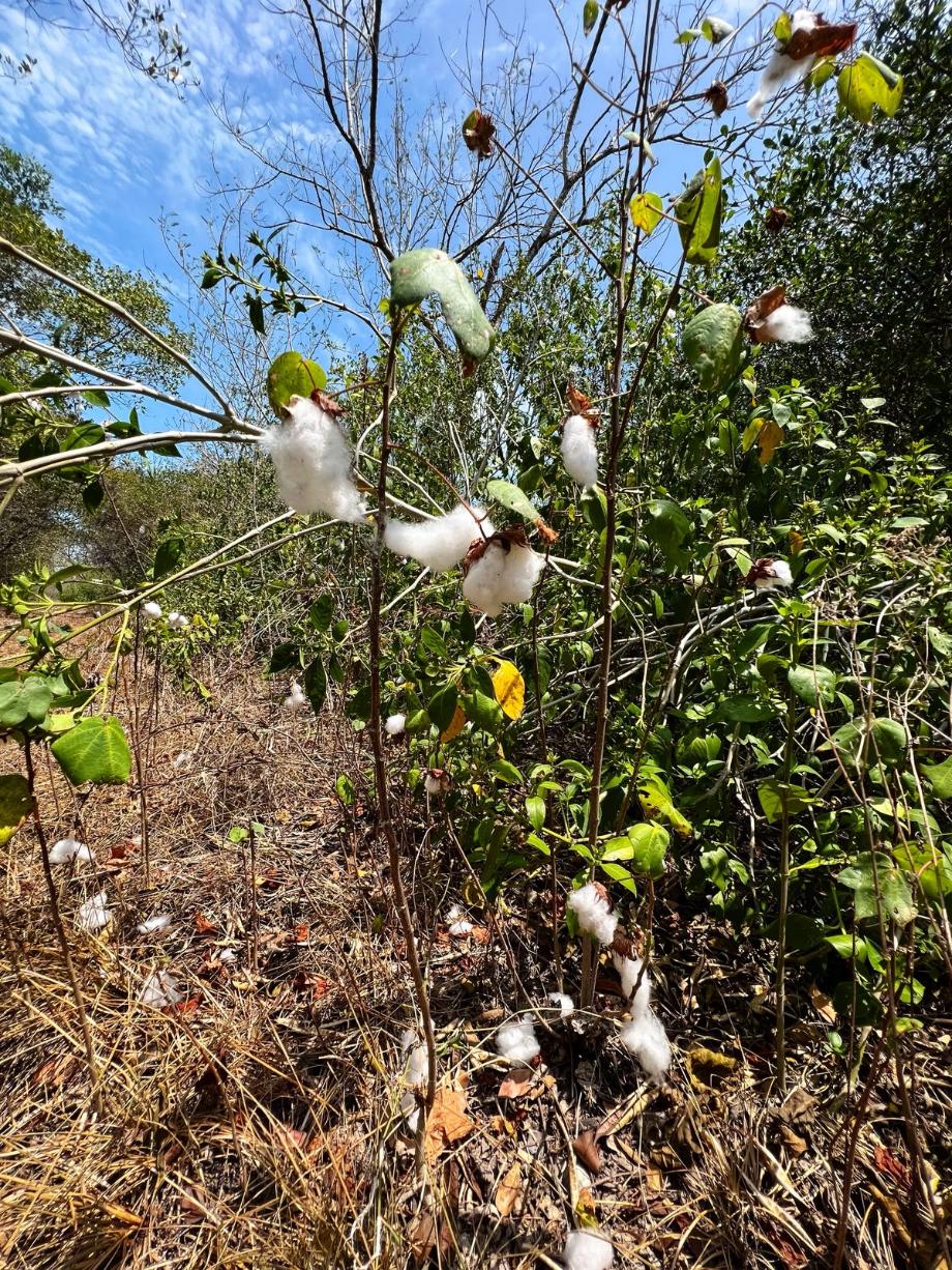 Imagen de terreno en venta en sabancuy, carmen, campeche
