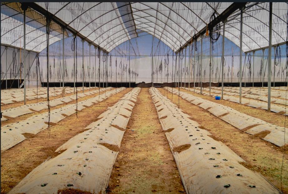 Imagen de terreno en venta en los limones, yautepec, morelos