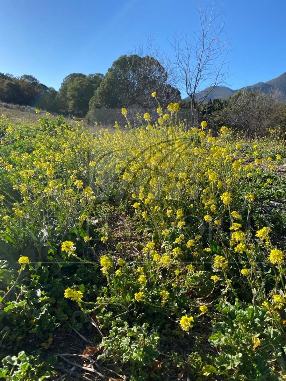 Imagen de terreno en venta en el cedrito, arteaga, coahuila de zaragoza
