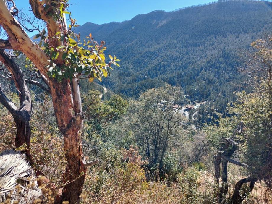 Imagen de terreno en venta en san antonio de las alazanas, arteaga, coahuila de zaragoza