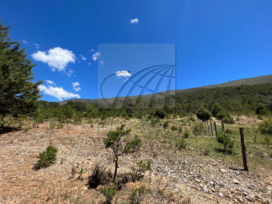 Imagen de terreno en venta en arteaga centro, arteaga, coahuila de zaragoza