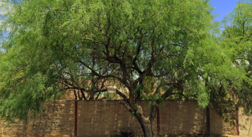 Terreno en Roque Estrada, San Pedro Piedra Gorda